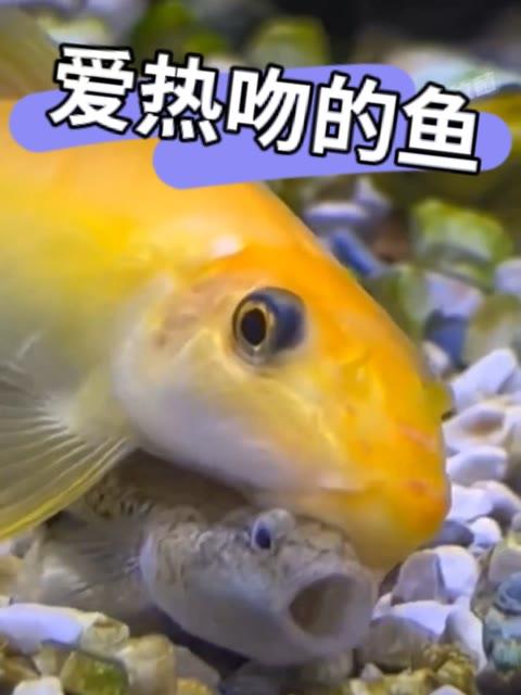 金苔鼠开吸盘嘴高速强吻!小鱼被撸到模糊,O型嘴一脸惊恐