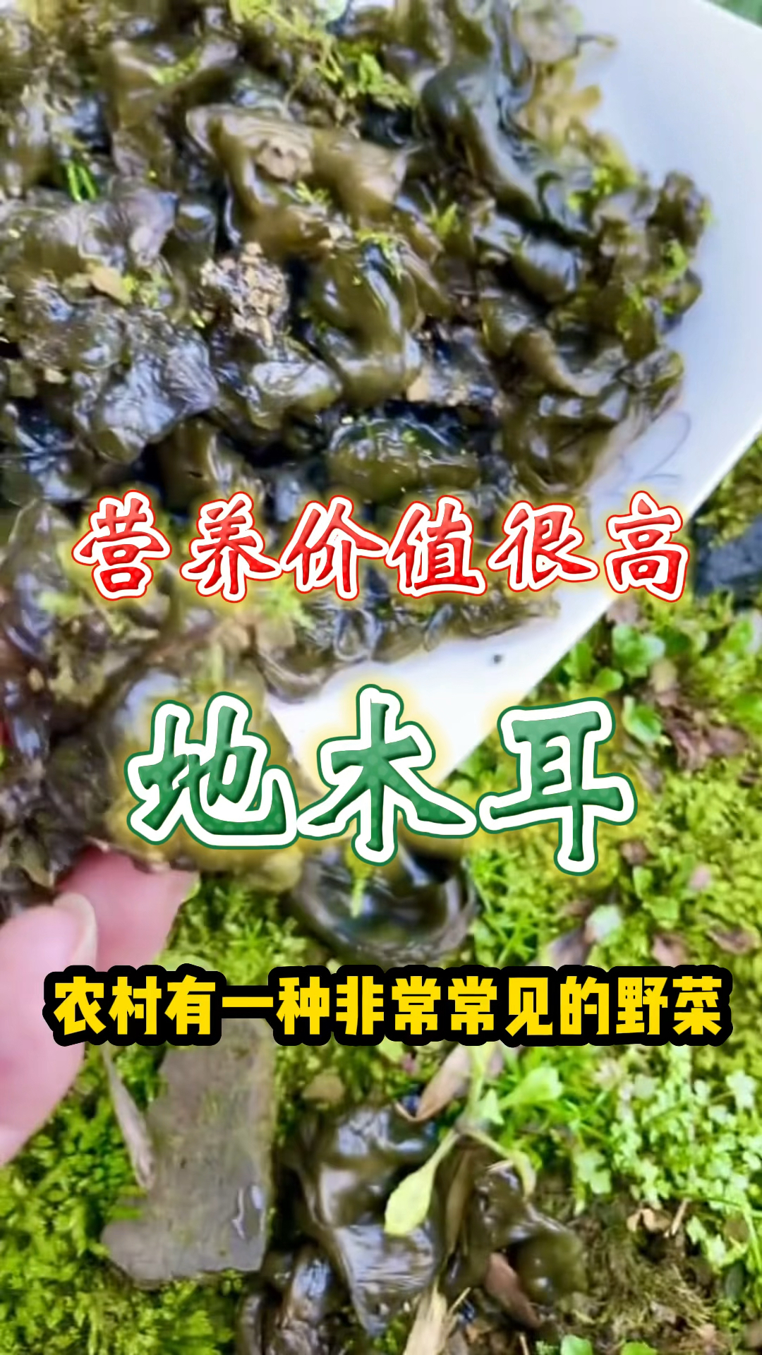 营养价值很高的野菜,你吃过吗?
