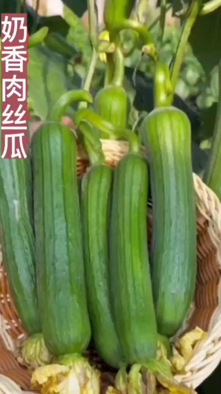 今年种植一定不能少了这一款肉丝瓜,它鲜嫩爽口,产量高,阳台小院都能种