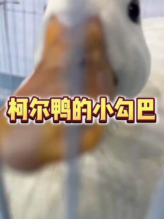 今天切了柯尔鸭的……