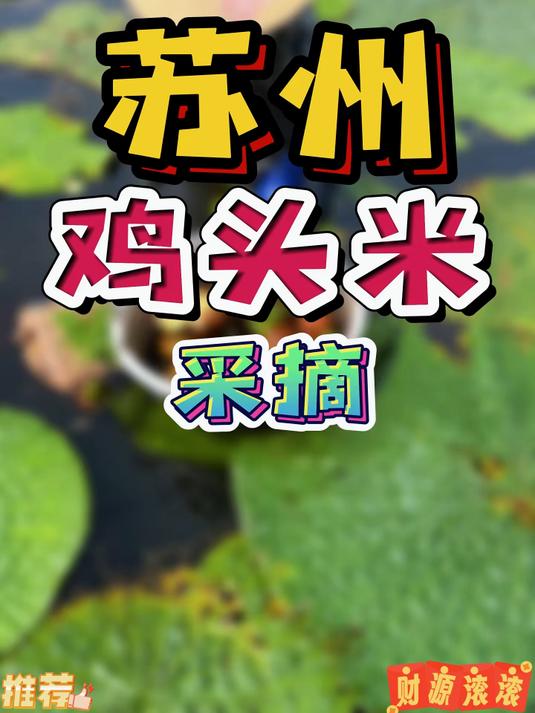 这个长相“凶残“酷似鸡头的植物被誉为“水中人参