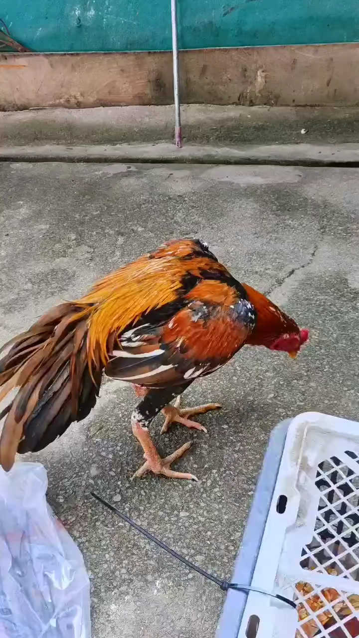 我的小宠物,火烧毛箭尾