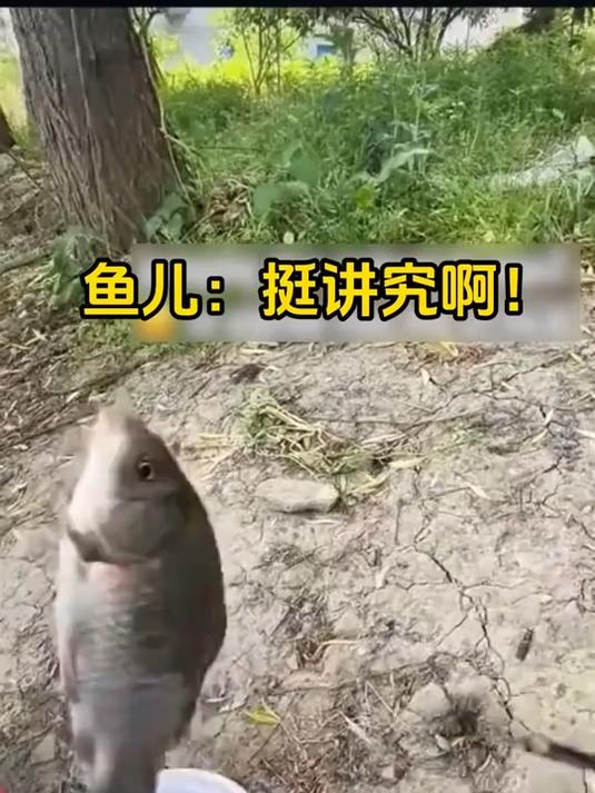 钓鱼带个夹子，干净不扎手 #户外钓鱼# #渔具好物# #控鱼器#