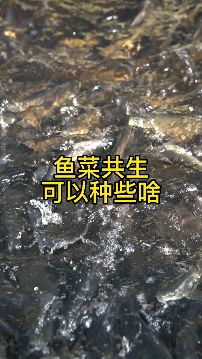 鱼菜共生农场到底能种啥?