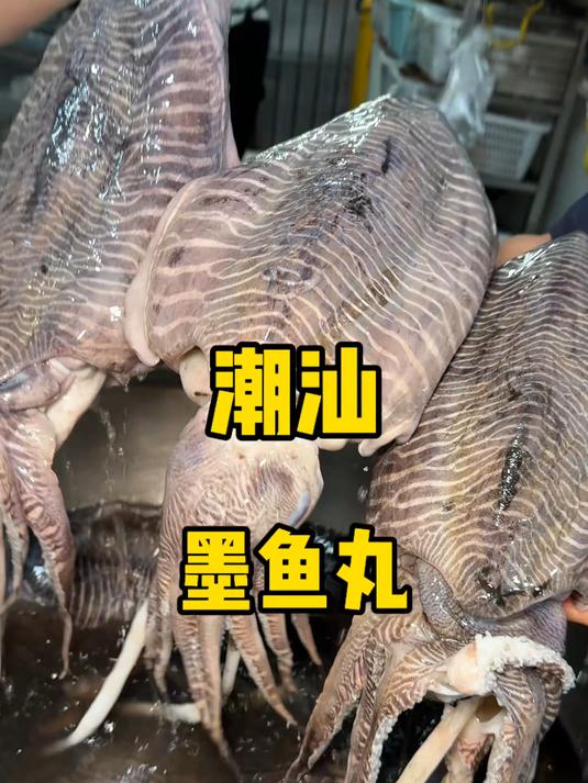 不愧是汕头40年的老店,墨鱼丸质量高到离谱太爽了