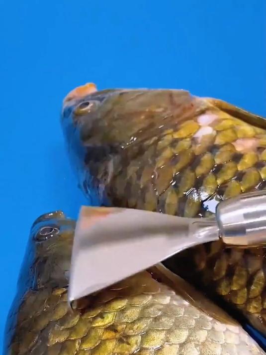 多功能不锈钢鱼鳞刨家用刮鱼鳞器手动打鱼刀厨房去鱼鳞工具锋利