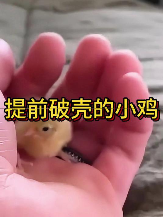 提前破壳的小鸡