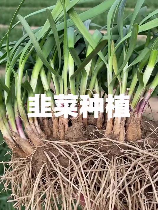 韭菜种植小技巧，教在家种菜