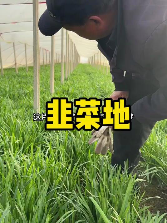 韭菜地是我的噩梦 是父亲的美梦