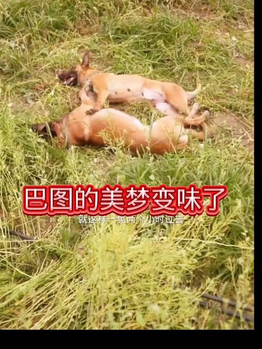 巴图把排骨煮糊了之后