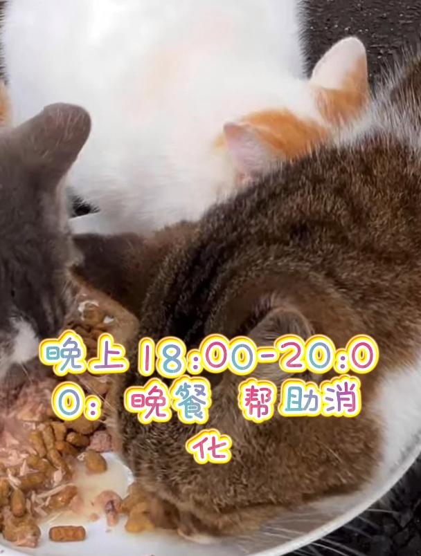 猫咪一日三餐的最佳喂养时间,主人不看后果自负!