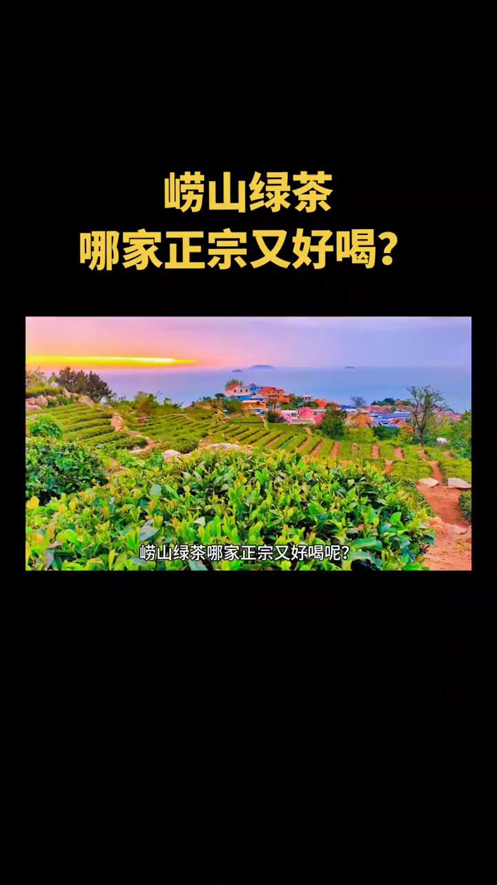 崂山绿茶哪家正宗又好喝呢?