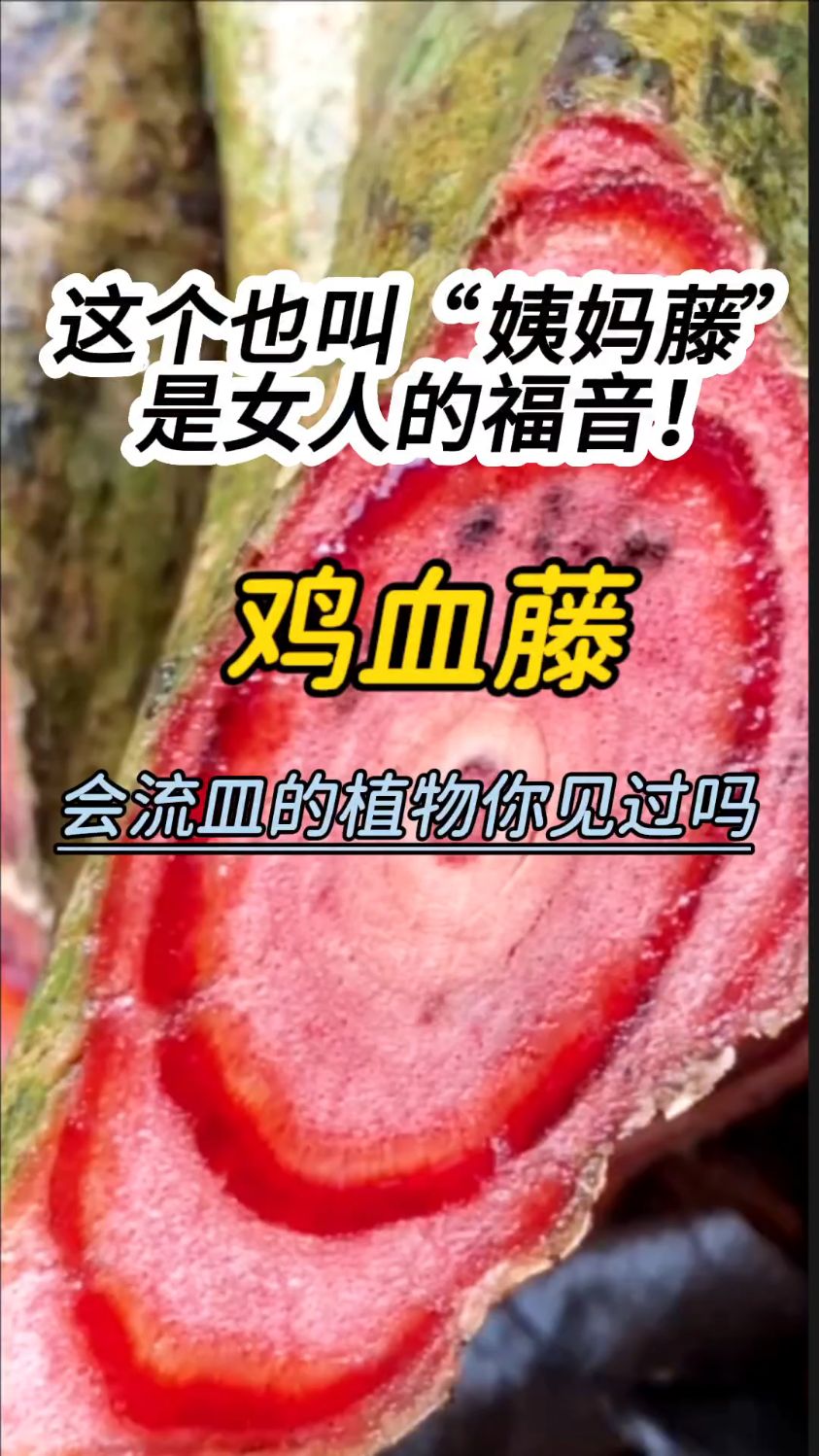 会流皿的“鸡血藤”你了解吗?