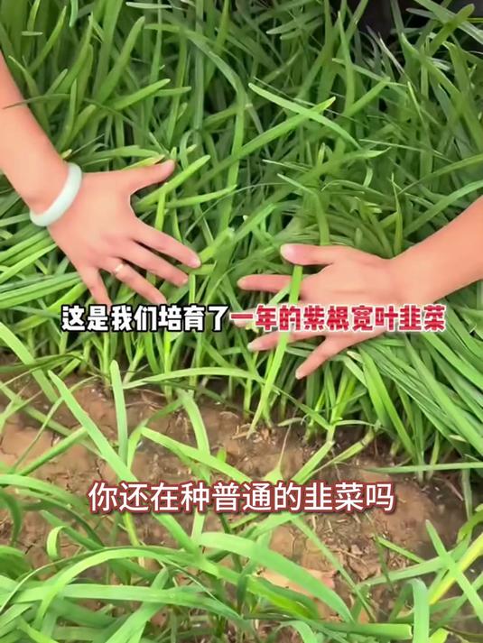 红根韭菜籽,温水泡种3小时,7天齐苗新手零失败