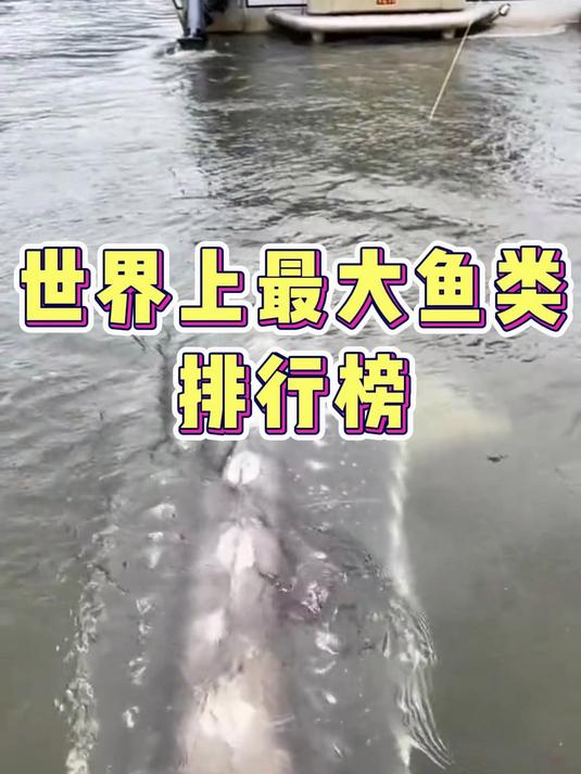 世界上最大鱼类排行榜