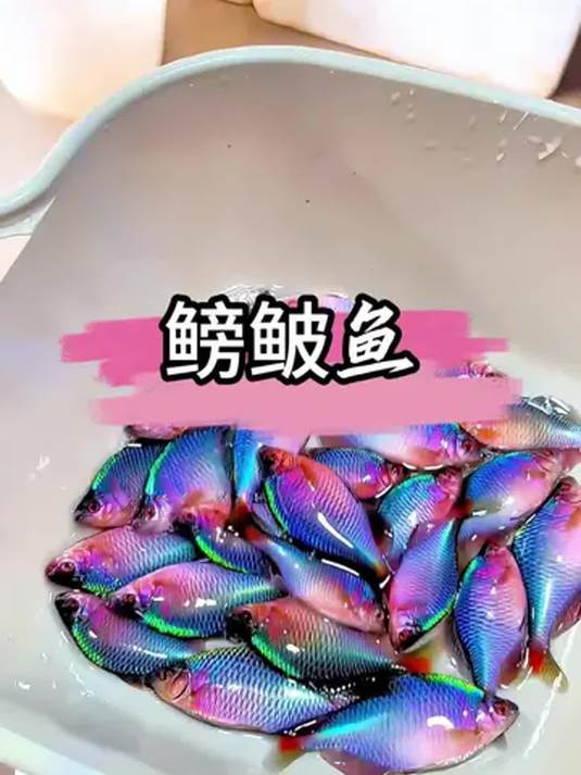 新手养鱼选鳑鲏鱼!不挑温不依赖,还能自食其力