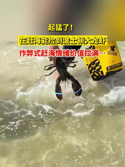 起猛了!在赶海能捡到波士顿大龙虾,作弊式赶海情绪价值拉满……
