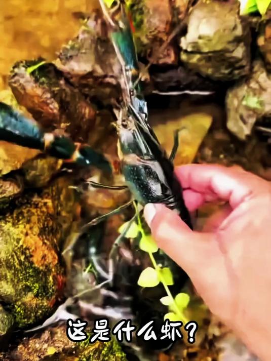 看见很结实的淡水蓝龙虾