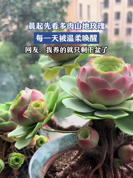 晨起先看多肉玫瑰,每一天被温柔唤醒