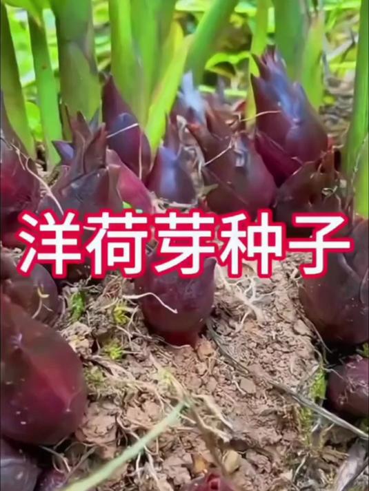 快在家种土几棵脆嫩鲜美,营养好吃的洋荷吧!#省心好物攻略#