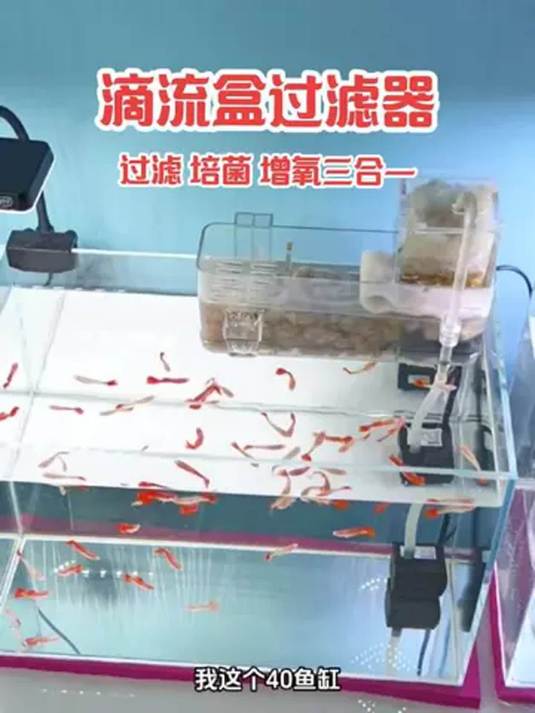 鱼缸装这过滤器后 水质清澈不换水 养鱼轻松啦