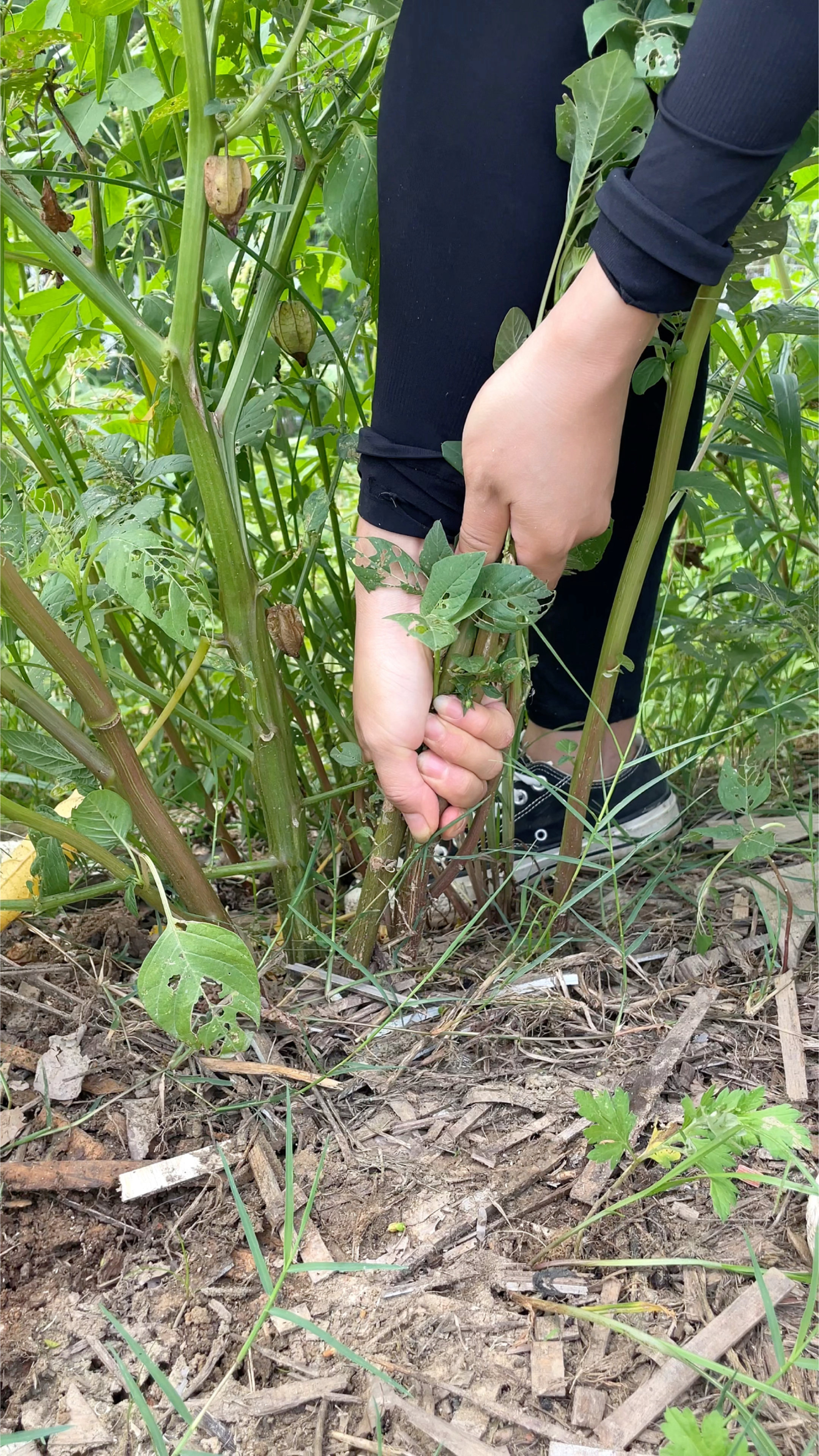 农村常见的刺苋菜,又叫刺苋、勒苋菜,遇见拔些回家