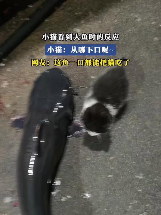 小猫看到大鱼时的反应，小猫：从哪下口呢～，网友：这鱼一口都能把猫吃了