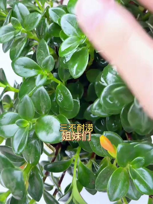 金鱼吊兰盆栽登场,净化空气能手,卧室摆放健康加分!