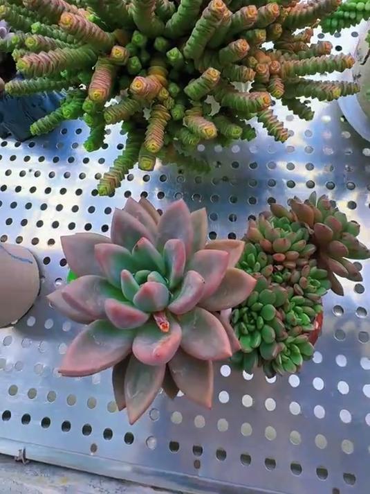多肉植物