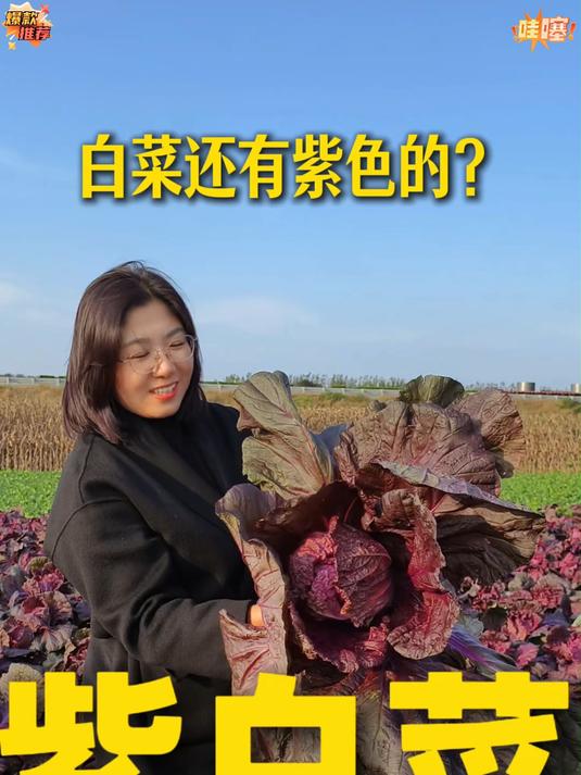 好看又好吃含有花青素早熟杂交新品种白菜种子长的像花一样口感