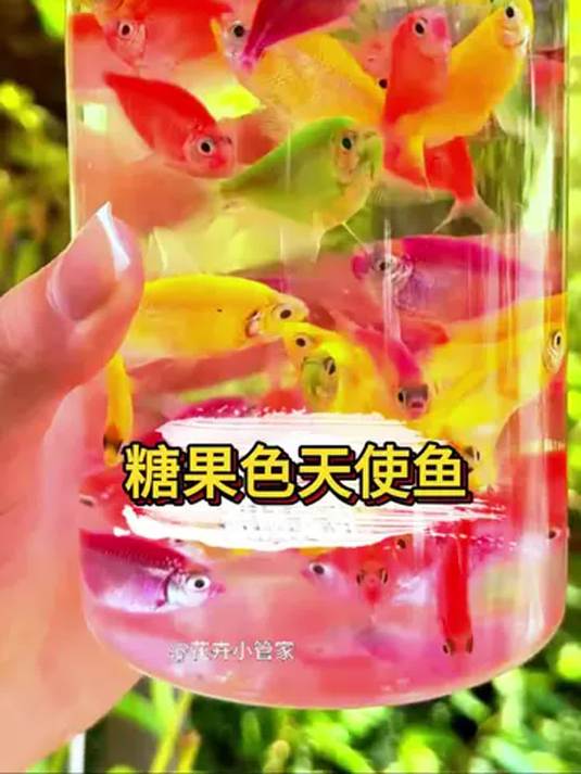 新手养鱼缸:糖果色荧光天使鱼必养,为啥