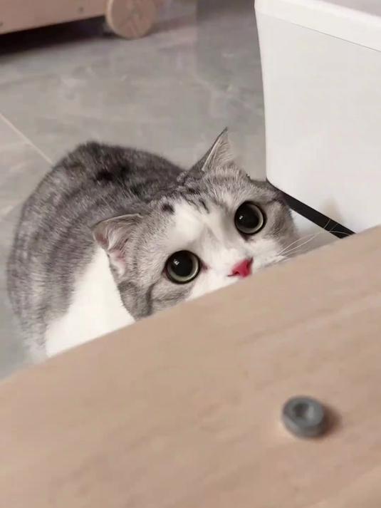 承认吧，人，你也很想亲小猫的吧