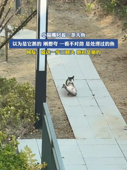 小猫嘴叼着一条大鱼,网友:就这一步三回头,绝对是偷的