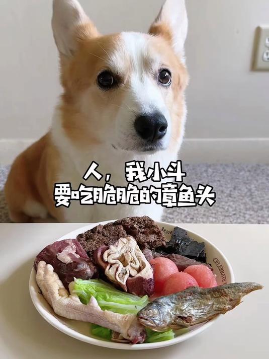 人,我小斗要吃脆脆的章鱼头