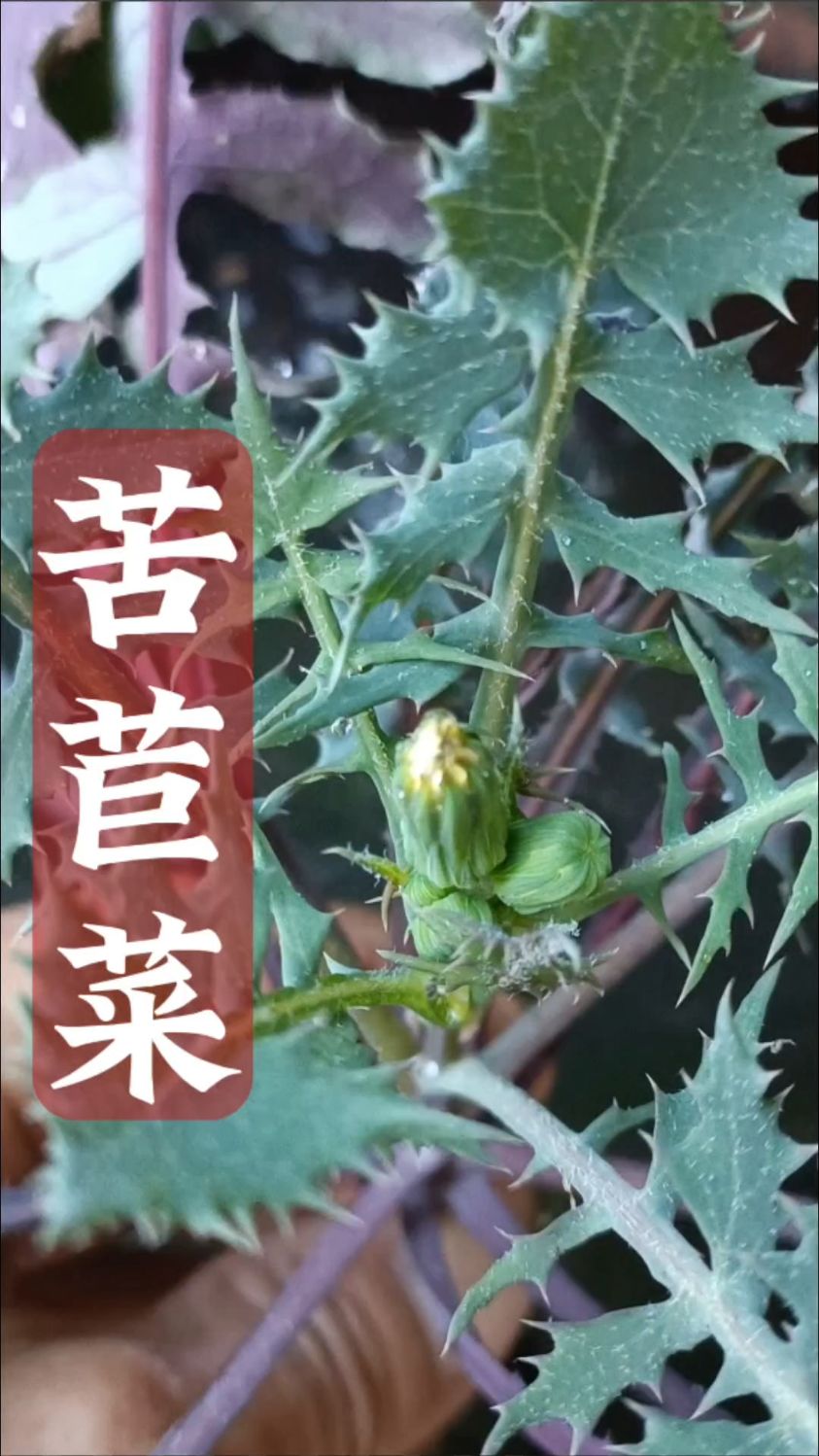 眼前这苦苣菜有很高价值,农村路边常见到,遇到可以了解一下哦