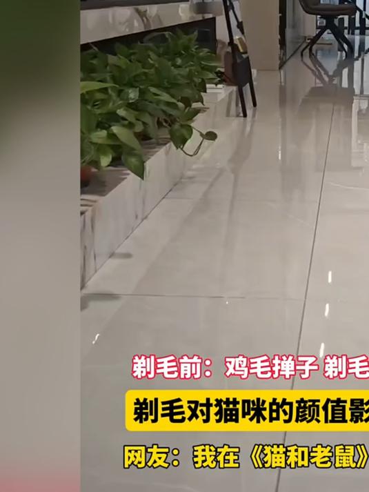 剃毛对猫咪的颜值影响有多大?剃毛前:鸡毛掸子 剃毛后:马桶筛子