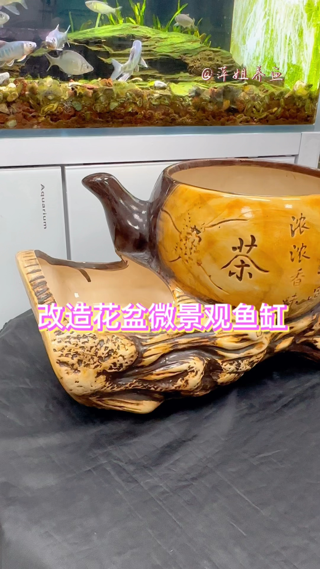 改造花盆微景观鱼缸#水族 #鱼缸里的大自然 #养鱼日记