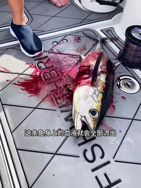 户外钓鱼:看经验丰富的渔民是如何处理刚刚捕捞上来的金枪鱼!