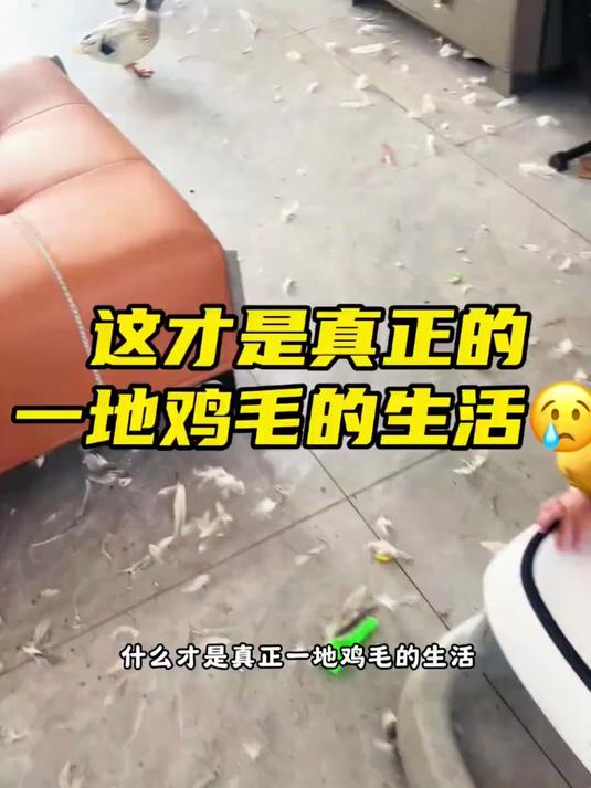 让你们见识一下，什么才是真正的，一地鸡毛的生活