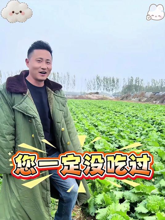 入冬三件套龙芽大白菜您一定不能错过!_无筋无丝开锅就烂