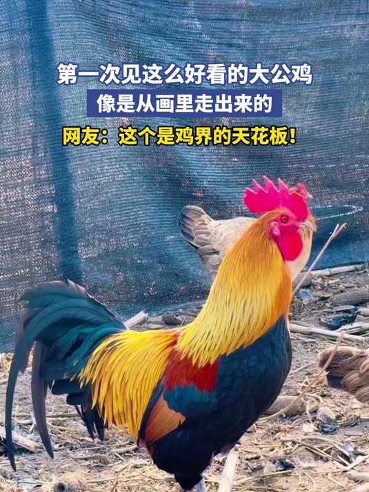 第一次见这么好看的大公鸡,像是从画里走出来的鸡,这个是鸡界的天花板!