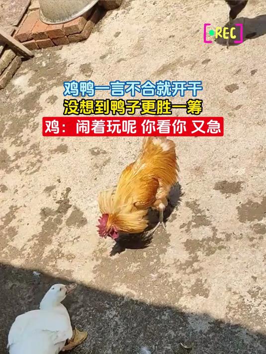 鸡鸭一言不合就开干,没想到鸭子更胜一筹