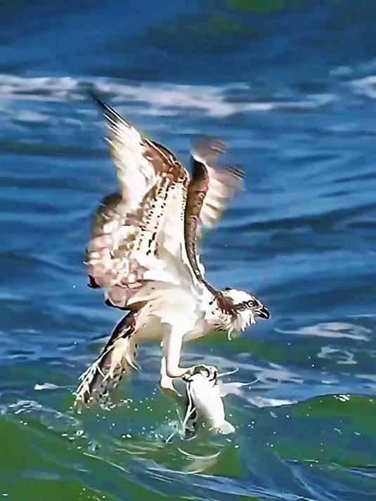鱼鹰捕猎真的是出神入化，而它水下捕猎的技术，绝对让你惊掉下巴