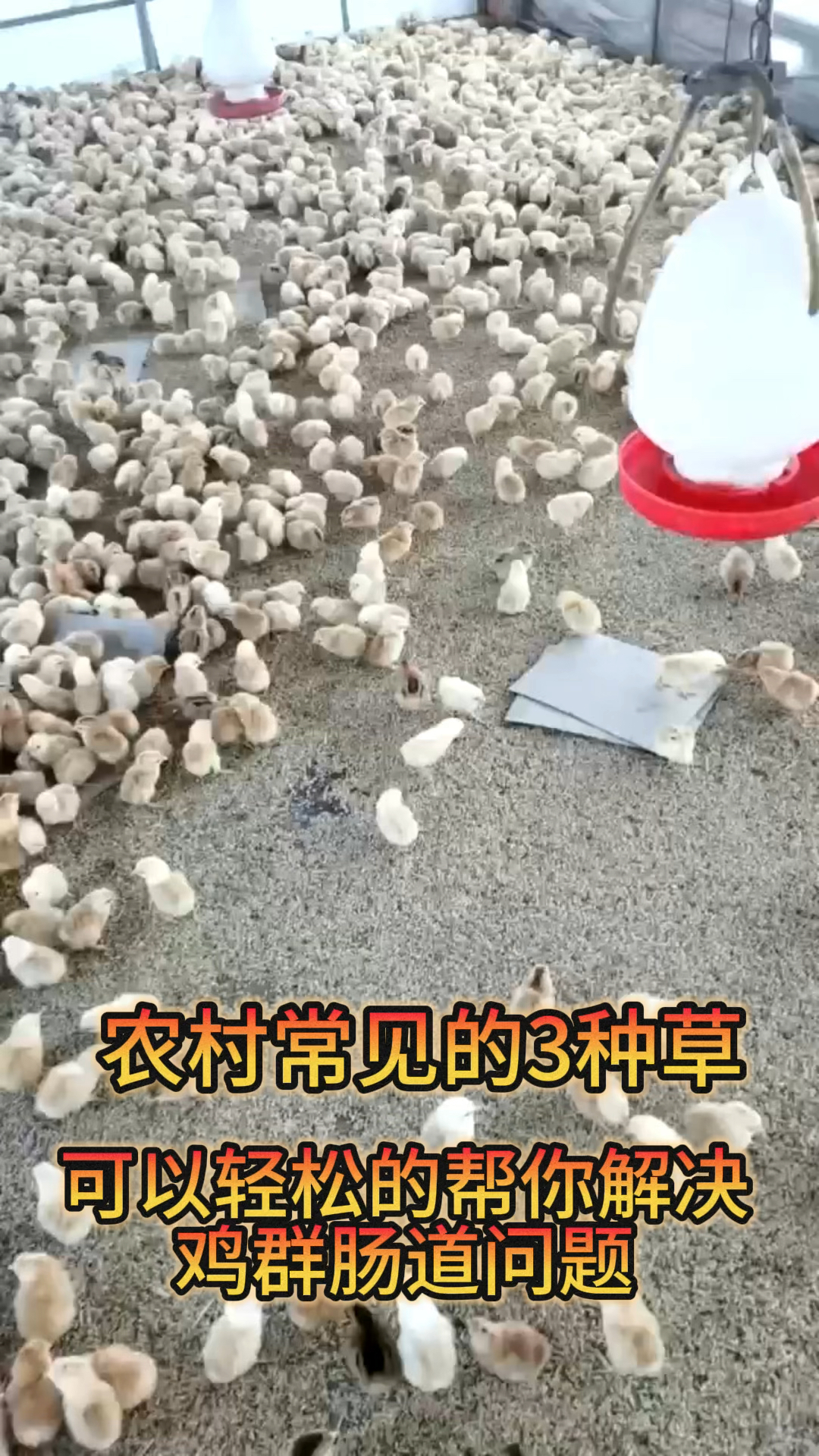 解决鸡群肠道问题的土方法(二)