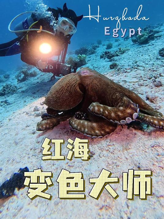自然界的PS变色大师:埃及红海章鱼惊艳伪装