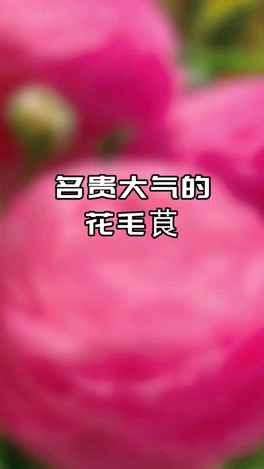 大名鼎鼎的花毛茛