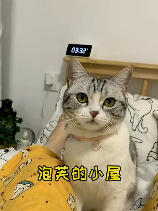 以后傻芙芙就有自己的小卧室了 麻雀虽小 五脏俱全哦