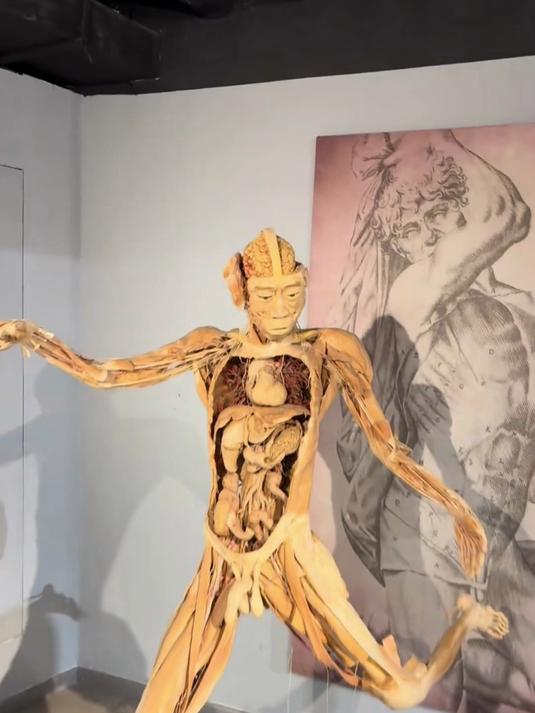 致敬大体老师,脾在什么位置?