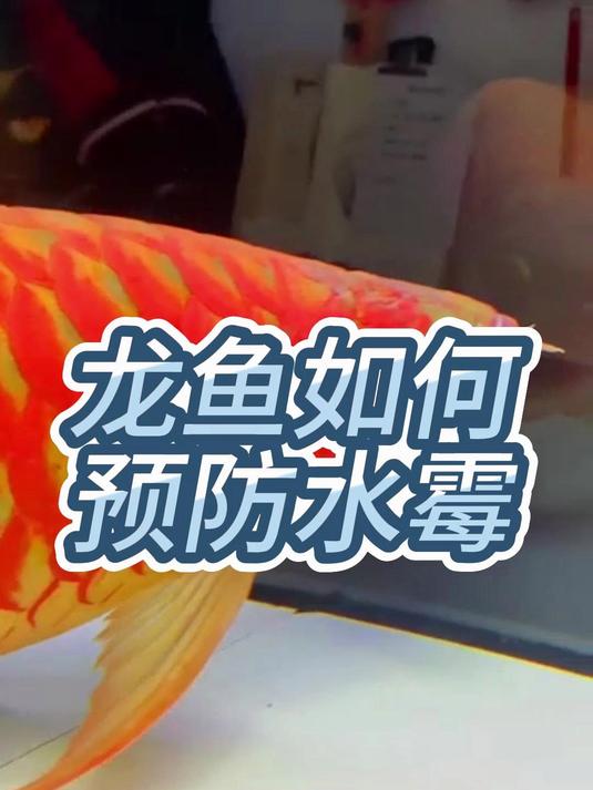龙鱼如何预防水霉