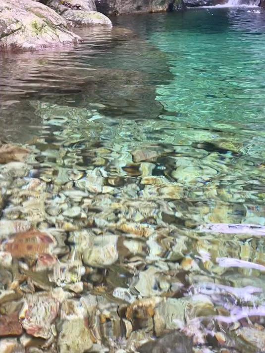 苦花鱼,这鱼对水质要求及高